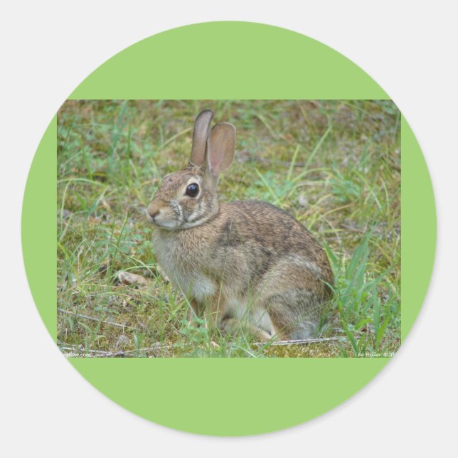 Sticker Rond Lapin sauvage Est Cottontail II Vêtements et cadea (Devant)