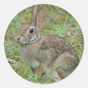 Sticker Rond Lapin sauvage Est Cottontail II Vêtements et cadea