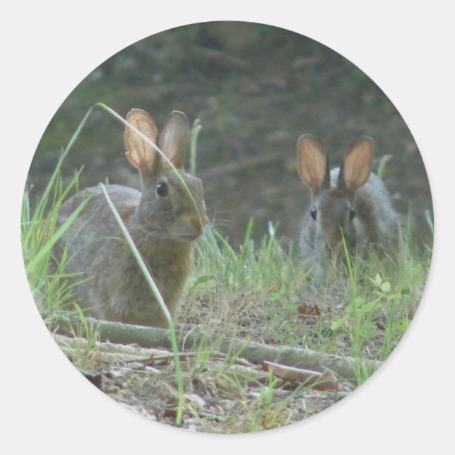 Sticker Rond Lapins sauvages Cottontail Est Paire Vêtements Cad (Devant)