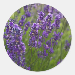 Sticker Rond Lavande Lavendel