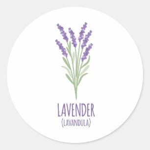 Sticker Rond Lavandula de lavande