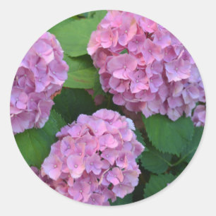 Sticker Rond Le buisson d'hortensia rose