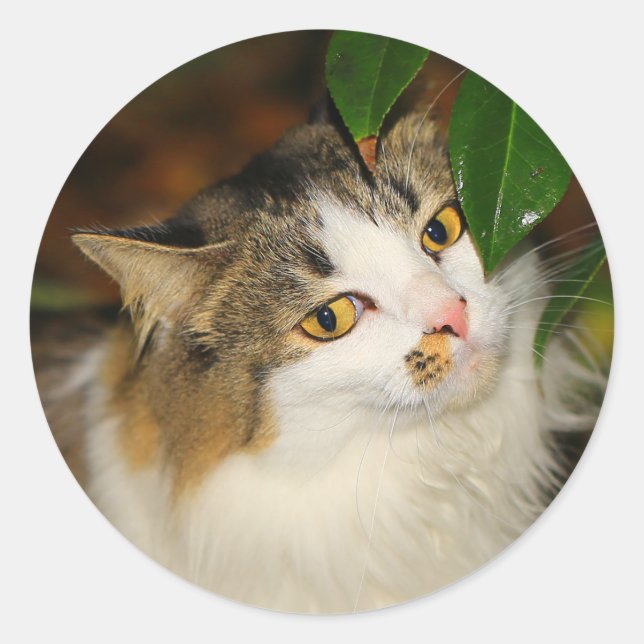 Sticker Rond Le chat et la Camellia (Devant)