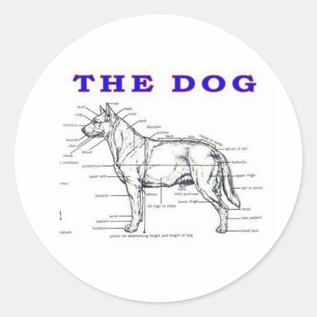 STICKER ROND LE CHIEN (Devant)
