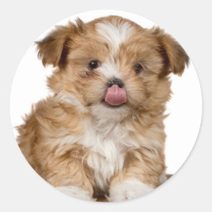 Sticker Rond Le chiot idiot le léchant est nez