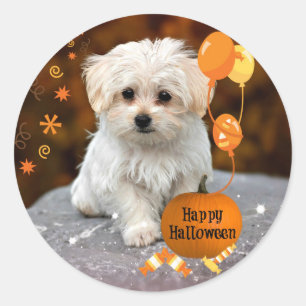 Sticker Rond Le Chiot Maltais fête Halloween