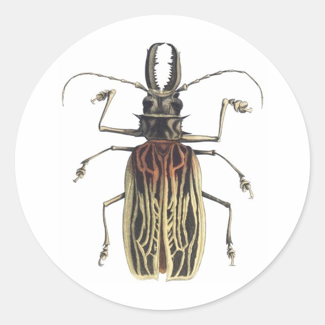 Sticker Rond Le coléoptère à longue corne, Prionus Cervicornis (Devant)