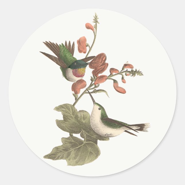 Sticker Rond Le colibri à gorge rouge ou à gorge rubis (Devant)