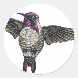 Sticker Rond Le colibri de la côte