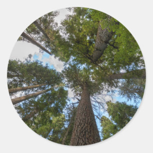 Sticker Rond Le couvert forestier de Douglas