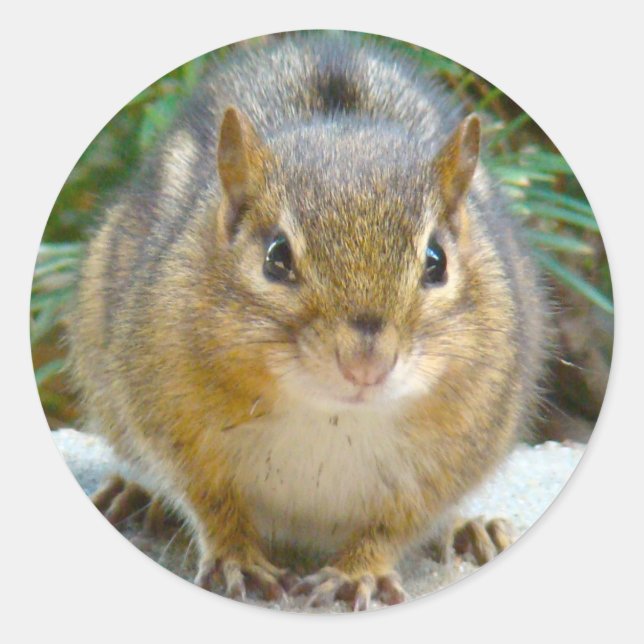 Sticker Rond Le Cute Chipmunk A L'Oeil Sur Vous (Devant)