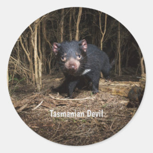 Sticker Rond Le diable de Tasmanie en Australie