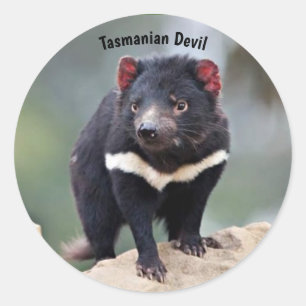 Sticker Rond Le diable de Tasmanie en Australie