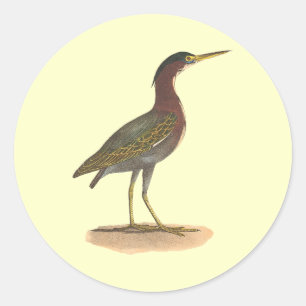 Sticker Rond Le héron vert, ou Poke (Ardea virescens)