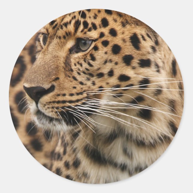 Sticker Rond Le léopard (Devant)