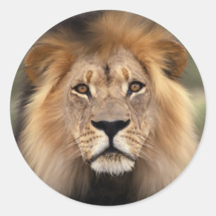 Sticker Rond Le lion