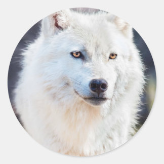 STICKER ROND LE LOUP BLANC