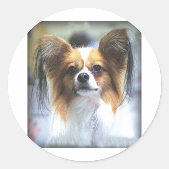 Sticker Rond Le PAPILLON (Devant)