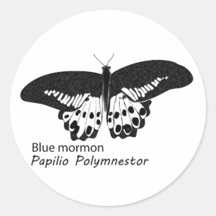 Sticker Rond Le papillon de mormon bleu est une espèce papillon