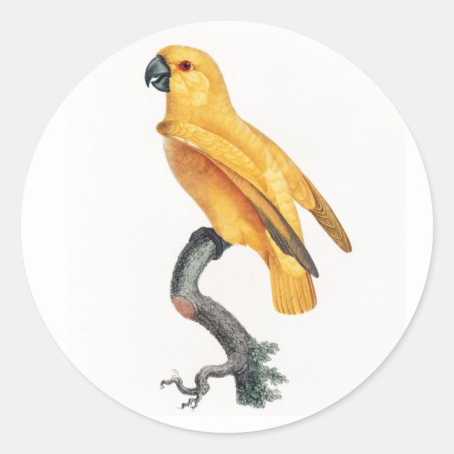 Sticker Rond Le perroquet du Sénégal (Devant)