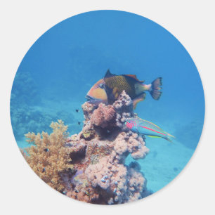 Sticker Rond Le poisson-trémie repose sur un bloc corallien à l