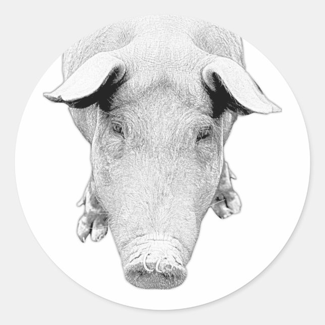Sticker Rond Le porc en noir et blanc (Devant)