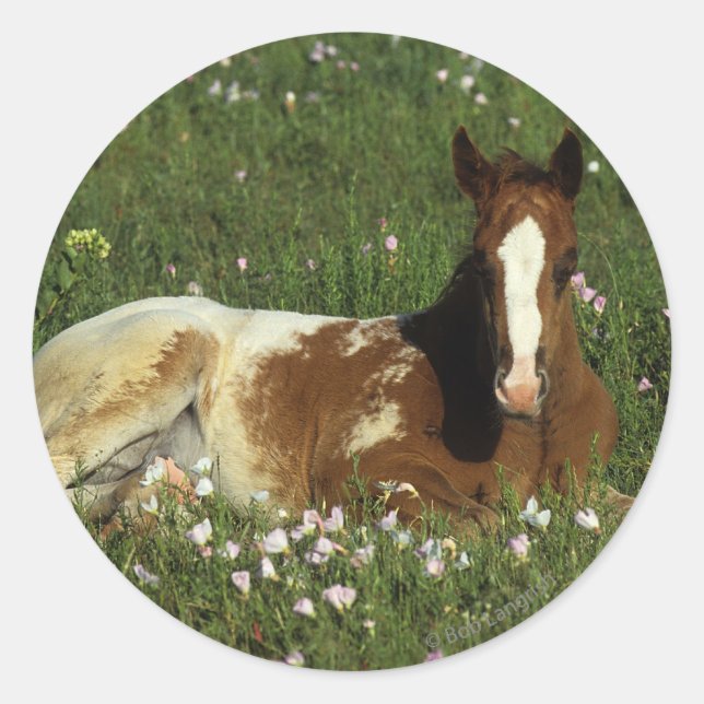 Sticker Rond Le poulain d'Appaloosa qui s'allonge en fleurs (Devant)
