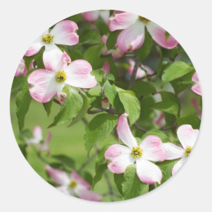 Sticker Rond Le printemps fleurit le bois de chien rose
