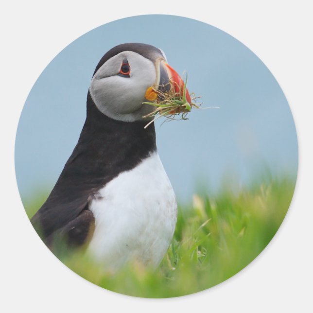 Sticker Rond Le Rassembleur Puffin (Devant)