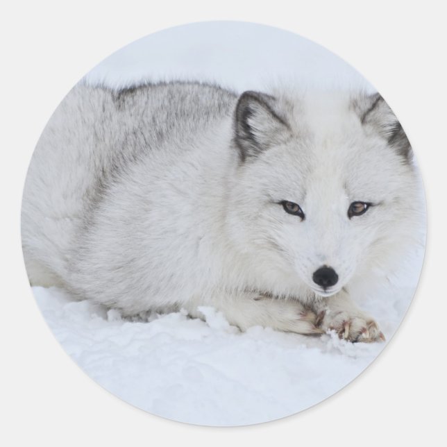Sticker Rond Le renard arctique dans la neige (Devant)
