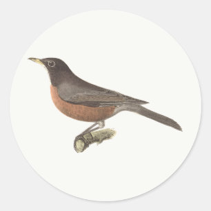 Sticker Rond Le Robin américain (Turdus migratorius) NY Birds