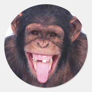 Sticker Rond Le singe riant