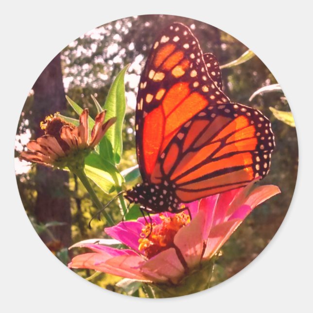 Sticker Rond Le soleil brille grâce aux ailes de Monarch (Devant)