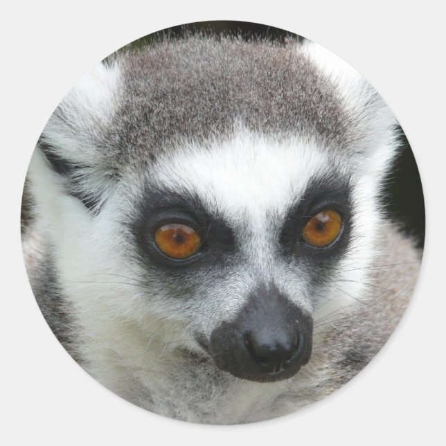 Sticker Rond Lemur (Devant)