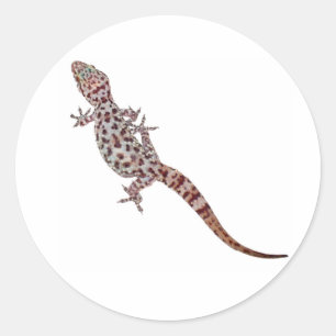 Sticker Rond Leopard Gecko