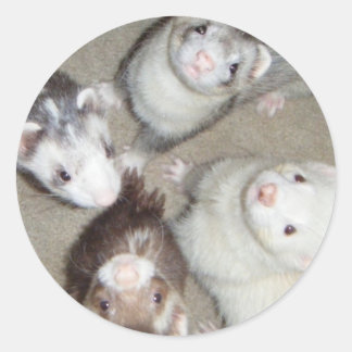 Sticker Rond Les 4 Ferrets de mousquetaire !