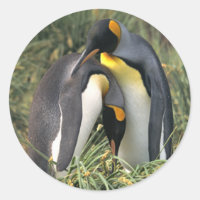 Les amoureux des pingouins