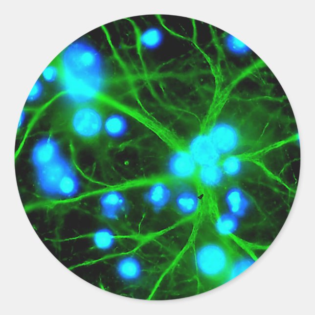 Sticker Rond Les Astrocytes sont des cellules globulaires en fo (Devant)