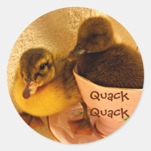 Sticker Rond Les canards adorables indiquent le charlatan
