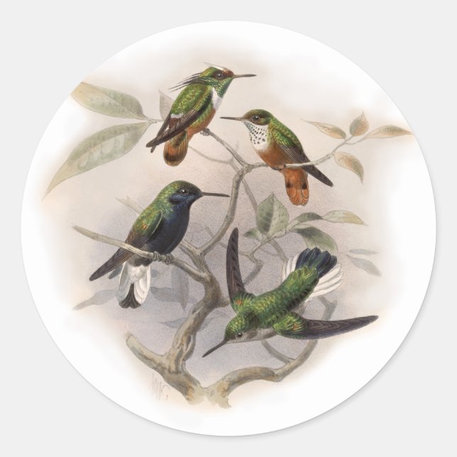 Sticker Rond Les colibris en vol (Devant)