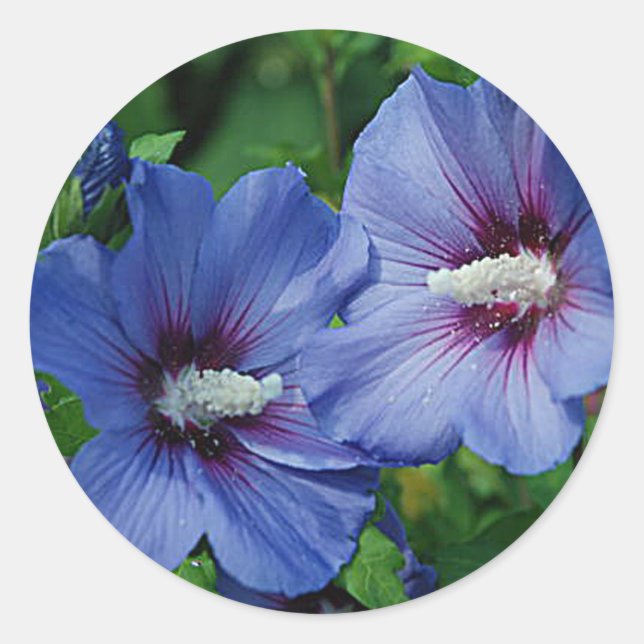 Sticker Rond Les Fleurs de Blue Hibiscus (Devant)