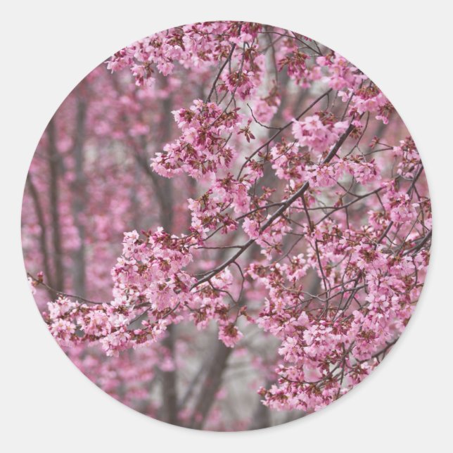 Sticker Rond Les fleurs de cerisiers Sakura sont roses (Devant)