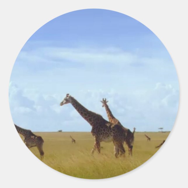 Sticker Rond Les Giraffes du Parc National de Nairobi (Devant)