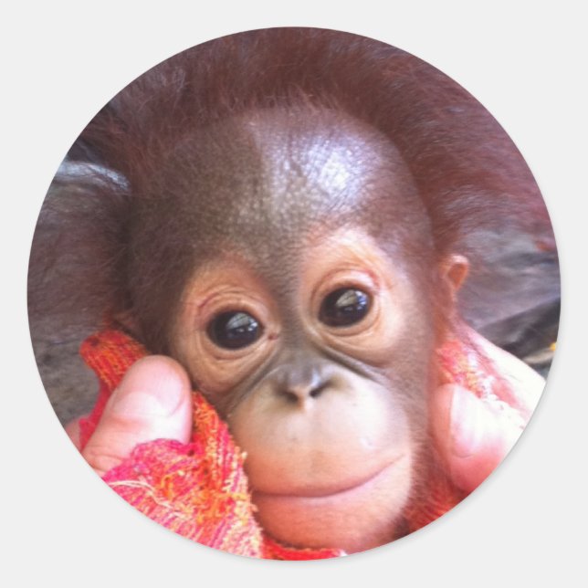 Sticker Rond Les mignons animaux (Devant)