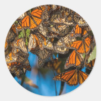 Les papillons monarques migrateurs s'accrochent au