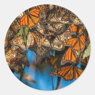 Sticker Rond Les papillons monarques migrateurs s'accrochent au