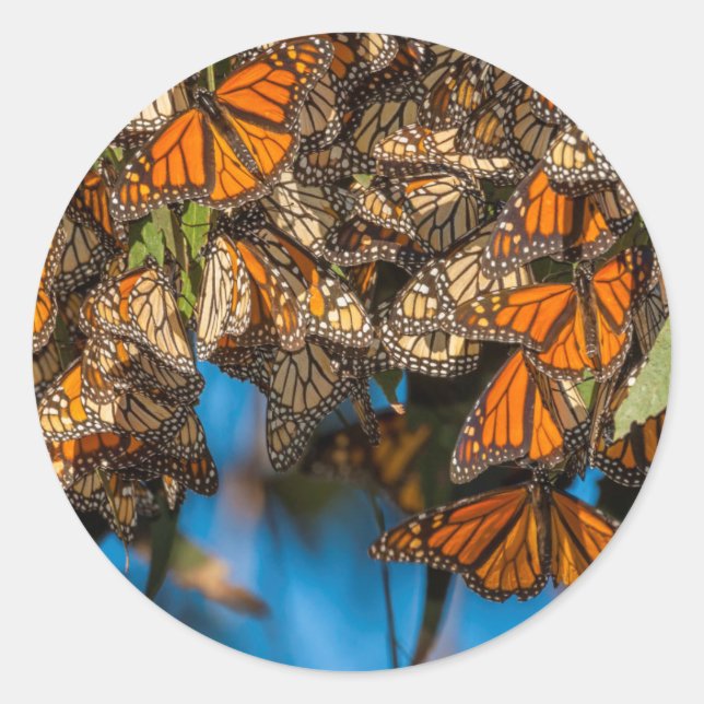 Sticker Rond Les papillons monarques migrateurs s'accrochent au (Devant)