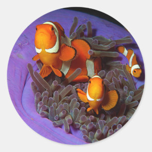 Sticker Rond Les poissons clowns sont toujours en mouvement A