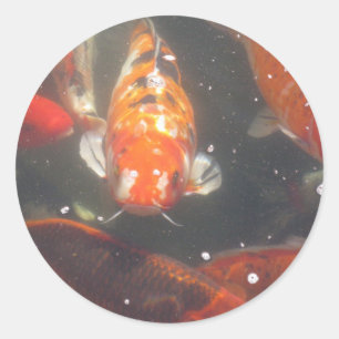 Sticker Rond Les poissons de Koi glissent parmi les eaux vertes