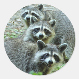 Sticker Rond Les Trois Raccoons